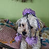 accessory, animal, blanket, costume, cute, decor, dog, expression, face, fluffy, fur, green_wall, home, indoor, laying_down, pet, purple_feathers, quilt, resting, small_dog
