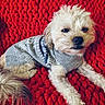 animal, comfort, companion, cozy, cute, cute_pet, dog, expression, fluffy, fur, indoor, knit, pet, red_blanket, relaxed, resting, small_dog, sweater, tongue_out, warm