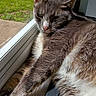 Smudge joined the competition — help win amazing prizes! animal, cat, close_up, cozy, daylight, domestic, feline, fur_texture, gray_cat, home, indoor, pet, pink_nose, relaxed, resting, stretching, sunlight, whiskers, white_fur, window