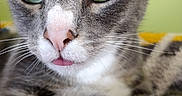 Smudge is registered to the contest to win money with this photo: animal, background_blur, cat, close_up, cute, domestic_cat, face, feline, focus, fur, green_eyes, indoor, pet, pink_nose, portrait, relaxed, soft_light, tabby, tongue, whiskers