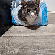 Smudge is registered to the contest to win money with this photo: animal, cat, close_up, container, curious, domestic, door, feline, floor, gray_cat, head, hole, house, indoor, looking, pet, plastic_pack, water_bottle_pack, white_cat, wooden_floor