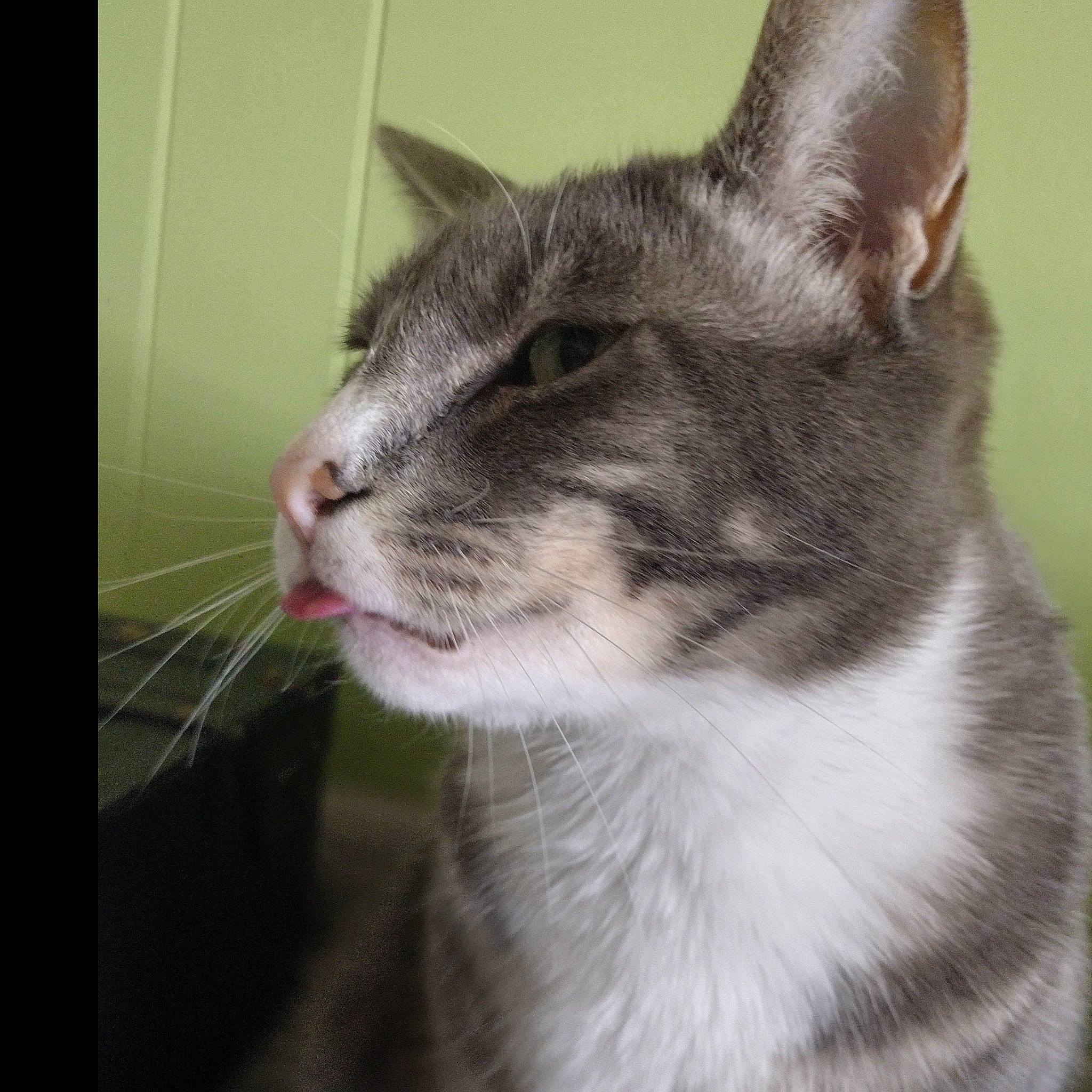 Smudge is registered to the contest to win money with this photo: carnivore, cat, domestic_short_haired_cat, eye, felidae, fur, small_to_medium_sized_cats, snout, terrestrial_animal, whiskers, window