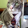 Smudge is registered to the contest to win money with this photo: animal, cat, closeup, curious, cute, domestic_cat, feline, focused, gray_cat, green_eyes, indoor, pet, plaid_tie, portrait, quilt, soft_light, table, tie, whiskers, white_fur