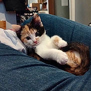 Pickles is registered to the contest to win money with this photo: calico_cat, kitten, cat, pet, animal, feline, white_fur, orange_fur, black_fur, blue_couch, indoors, cozy, lounging, lying_down, paws, whiskers, ears, portrait, home, cute