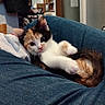 calico_cat, kitten, cat, pet, animal, feline, white_fur, orange_fur, black_fur, blue_couch, indoors, cozy, lounging, lying_down, paws, whiskers, ears, portrait, home, cute