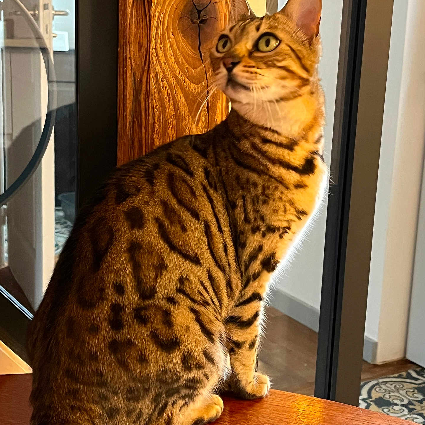 Jin-Fizz participe au concours pour gagner de l'argent avec cette photo : animal, bengal_cat, cat, close_up, curious, decor, domestic_cat, feline, floor, golden_fur, indoor, looking_away, natural_light, patterned_fur, pet, sitting, warm_light, window, wood_surface, wood_texture