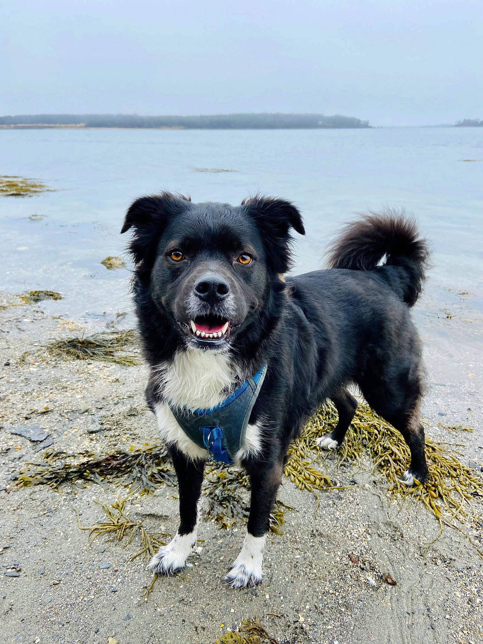 Callie is registered to the contest to win money with this photo: beach, canidae, carnivore, companion_dog, dog, dog_breed, dog_collar, dog_supply, lake, ocean, recreation, running, sky, snout, sporting_group, tail, water, wave, working_animal, working_dog