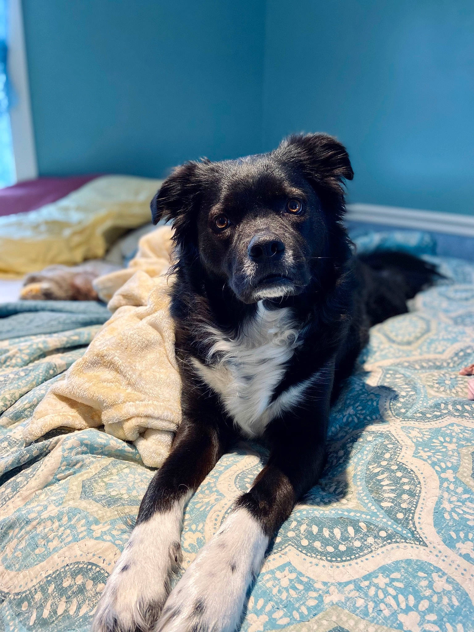 Callie is registered to the contest to win money with this photo: borador, canidae, carnivore, comfort, companion_dog, dog, dog_breed, flooring, fur, guard_dog, linens, non_sporting_group, paw, puppy, snout, sporting_group, terrestrial_animal, whiskers, working_animal