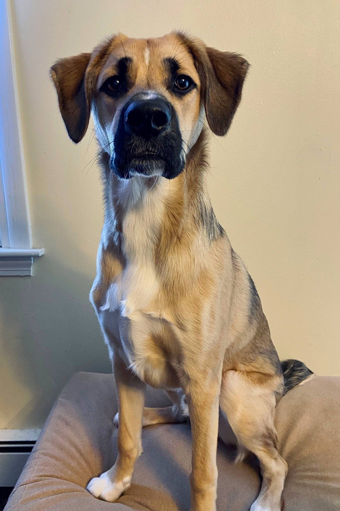 Peter joined the competition — help win amazing prizes! canidae, carnivore, collar, companion_dog, dog, dog_breed, dog_collar, dog_supply, fawn, fur, paw, pet_supply, snout, sporting_group, whiskers, window, working_animal, working_dog