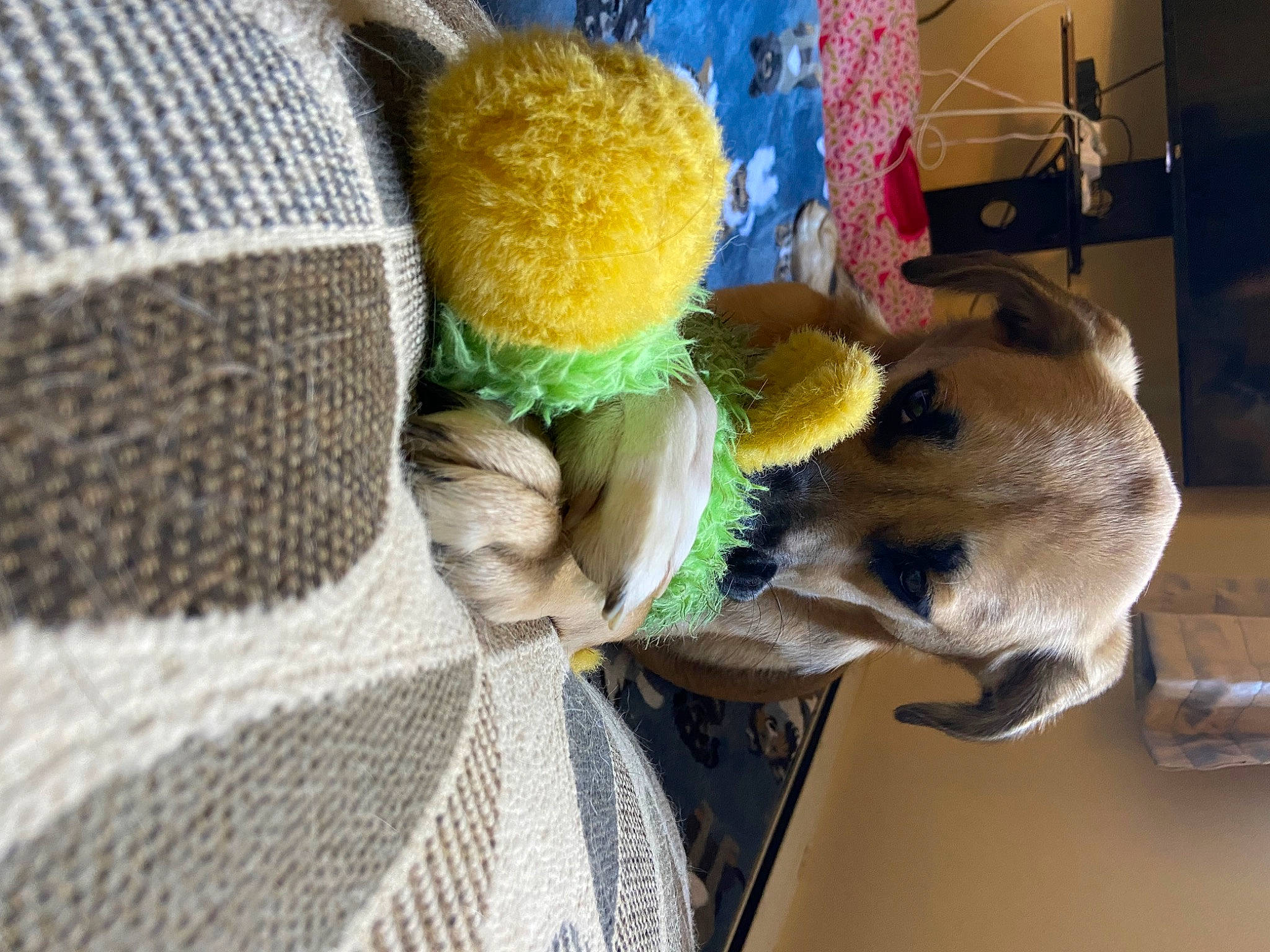 Peter is registered to the contest to win money with this photo: clock, comfort, companion_dog, craft, dog, dog_breed, felidae, fur, linens, nap, pattern, plush, room, stuffed_toy, thread, toy, whiskers, wool, woolen, woven_fabric