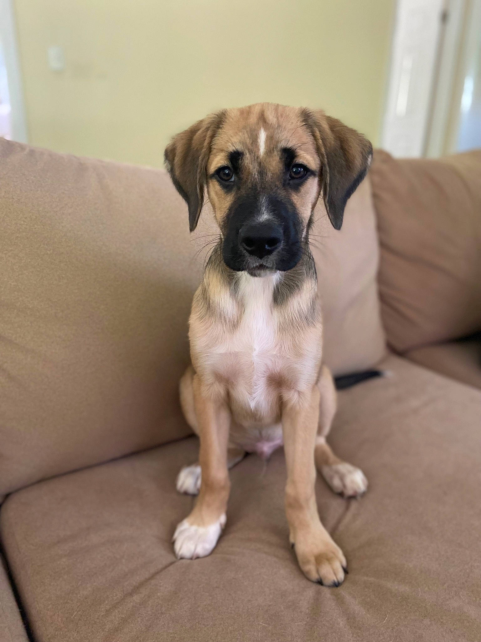 Peter joined the competition — help win amazing prizes! canidae, carnivore, comfort, companion_dog, couch, dog, dog_breed, fawn, flooring, hardwood, paw, pet_supply, puppy, snout, sporting_group, toy_dog, wood, working_animal, working_dog