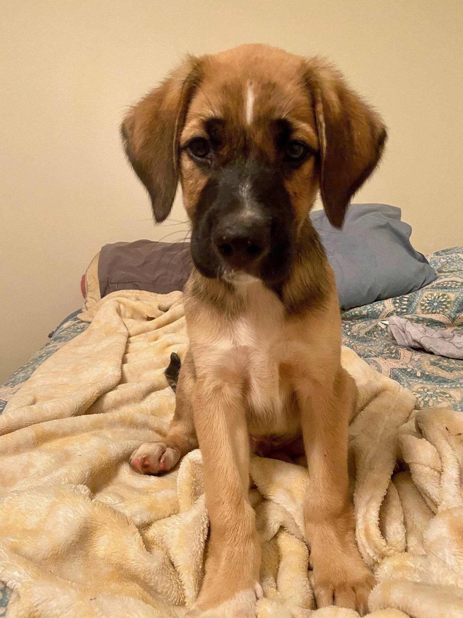 Peter joined the competition — help win amazing prizes! ancient_dog_breeds, canidae, carnivore, companion_dog, dog, dog_breed, dog_collar, dog_supply, fawn, fur, hunting_dog, liver, paw, pet_supply, puppy, sporting_group, terrestrial_animal, wood, working_animal, working_dog