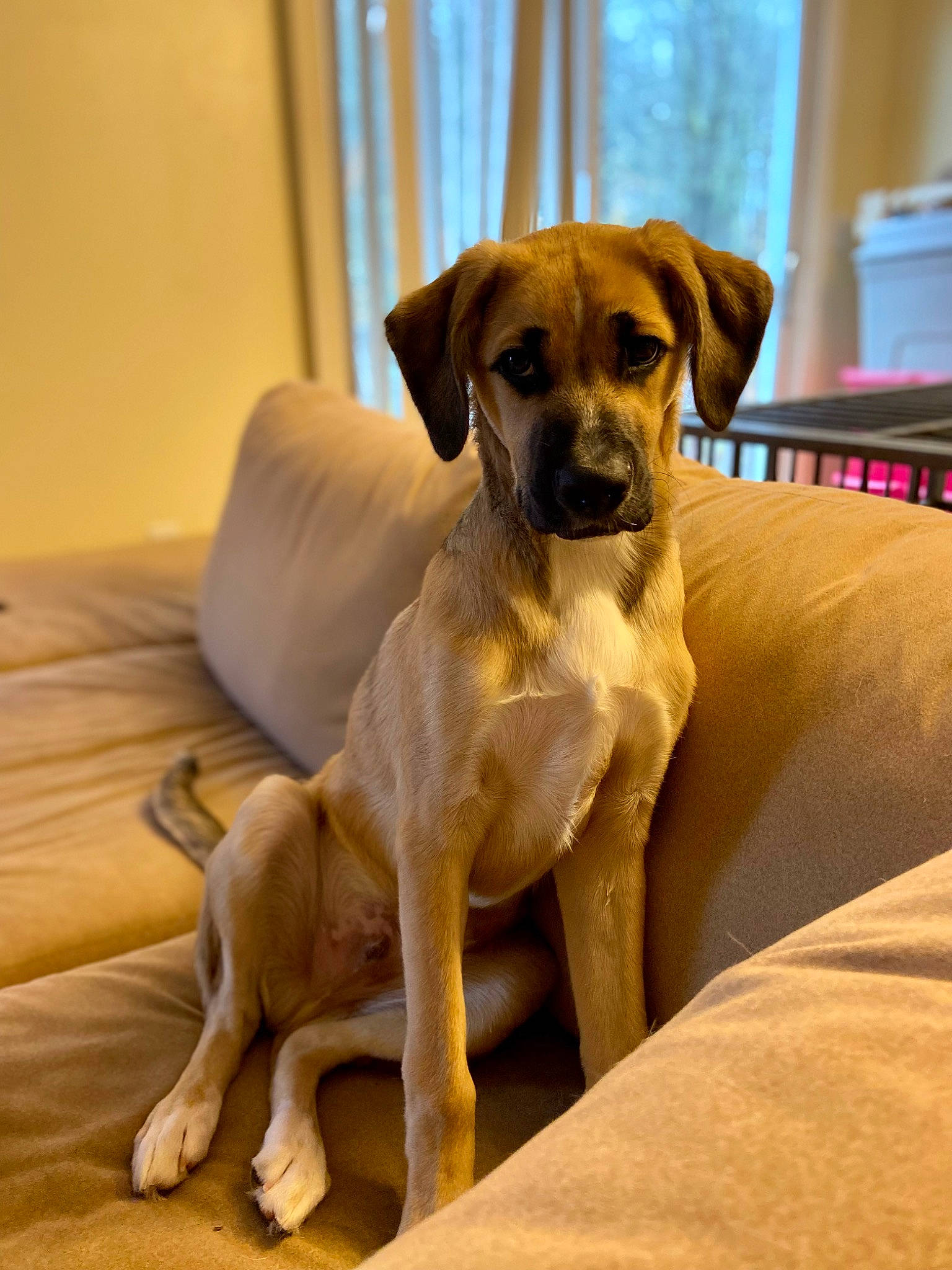 Peter is registered to the contest to win money with this photo: carnivore, comfort, companion_dog, dog, dog_breed, dog_supply, fawn, flooring, hardwood, liver, paw, pet_supply, snout, sporting_group, table, tail, terrestrial_animal, whiskers, wood, working_animal