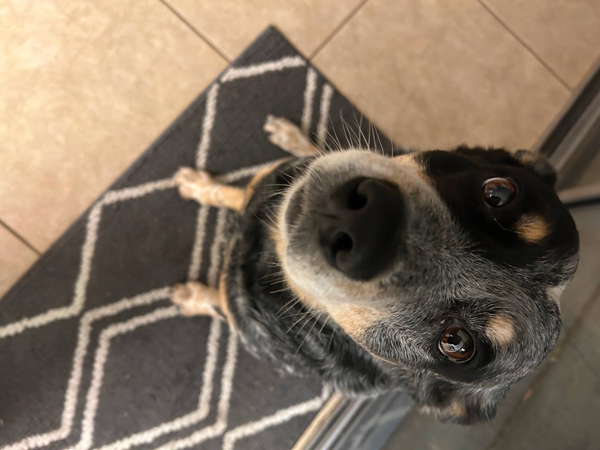 Bonita is registered to the contest to win money with this photo: animal_shelter, canidae, carnivore, companion_dog, dog, dog_breed, ear, eye, fawn, fur, head, mesh, pattern, pet_supply, snout, sporting_group, terrestrial_animal, whiskers, working_animal