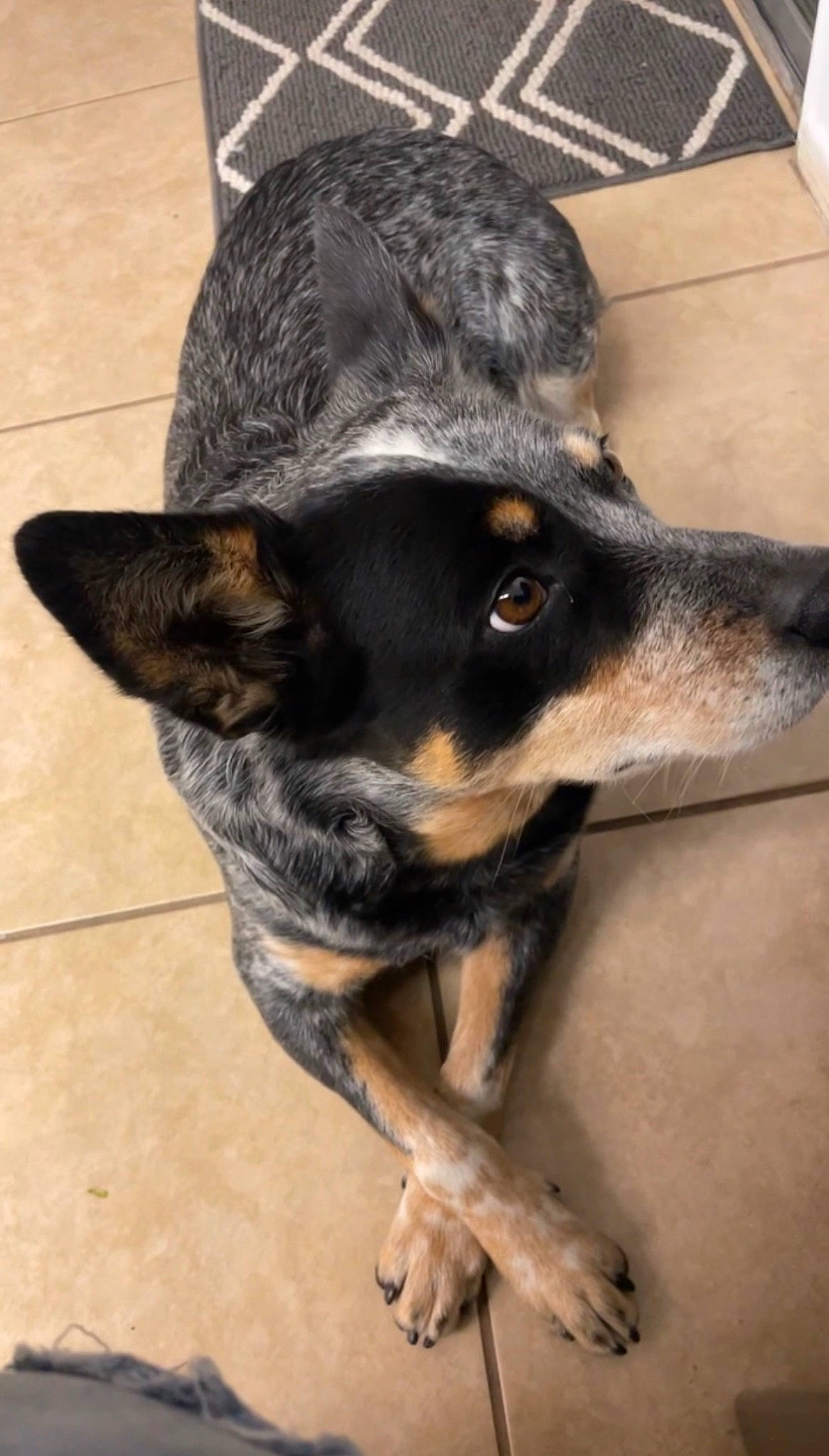 Bonita is registered to the contest to win money with this photo: canidae, carnivore, companion_dog, dog, dog_breed, ear, fawn, fur, guard_dog, paw, puppy, snout, sporting_group, toy_dog, whiskers, working_animal, working_dog