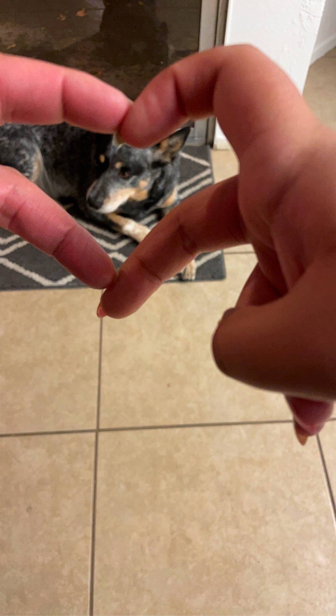 Bonita joined the competition — help win amazing prizes! amphibian, claw, finger, flagstone, flooring, nail, recreation, reptile, soil, terrestrial_animal, thumb, tile_flooring, true_frog, true_toad, wildlife_biologist