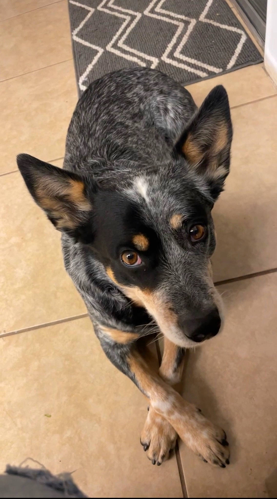 Bonita joined the competition — help win amazing prizes! canidae, carnivore, companion_dog, dog, dog_breed, ear, eye, fur, guard_dog, paw, puppy, sporting_group, texas_heeler, whiskers, working_animal, working_dog