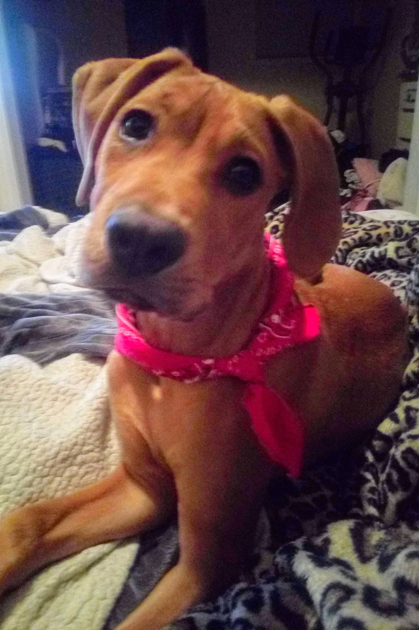 Marmaduke joined the competition — help win amazing prizes! carnivore, collar, companion_dog, dog, dog_breed, dog_collar, dog_supply, fawn, flooring, happy, hound, liver, pet_supply, pink, selfie, smile, snout, sporting_group, whiskers, working_animal