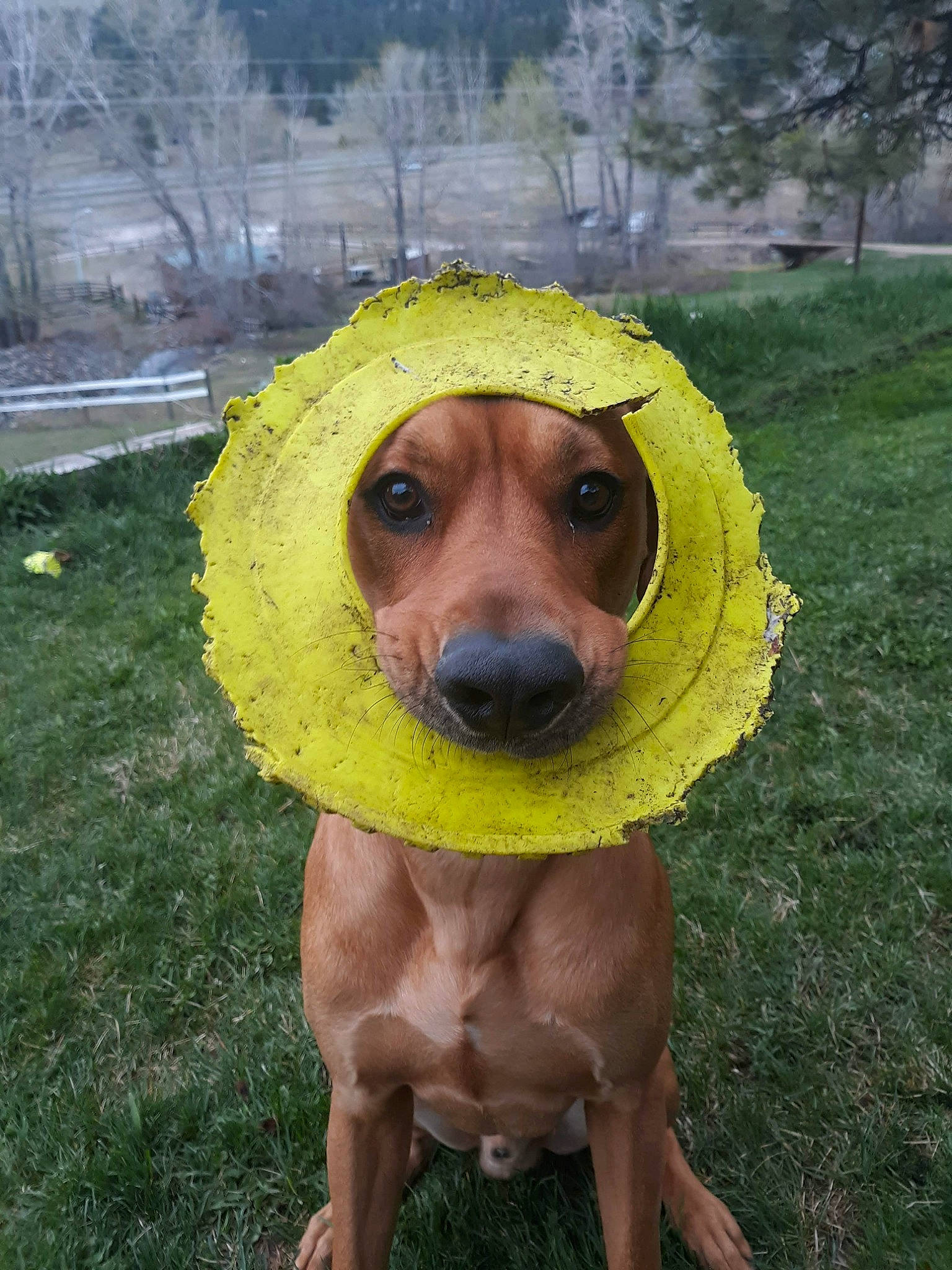 Marmaduke is registered to the contest to win money with this photo: canidae, carnivore, circle, companion_dog, dog, dog_breed, fawn, fun, fur, grass, happy, plant, smile, snout, sporting_group, sports_toy, sunglasses, terrestrial_animal, whiskers, working_animal