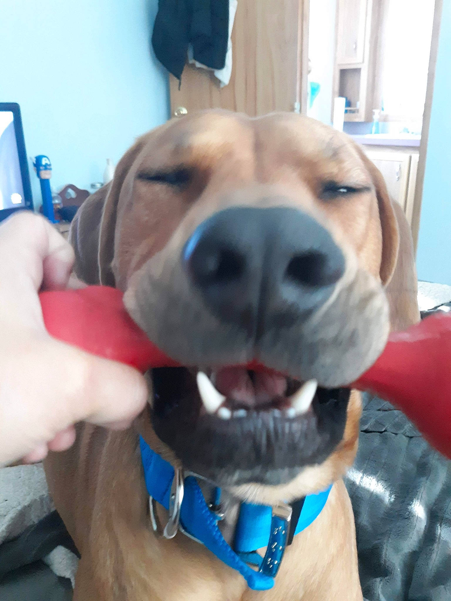 Marmaduke is registered to the contest to win money with this photo: blue, carnivore, collar, companion_dog, dog, dog_breed, dog_collar, dog_supply, ear, electric_blue, fawn, jaw, leash, liver, pet_supply, retriever, snout, sporting_group, whiskers, working_animal