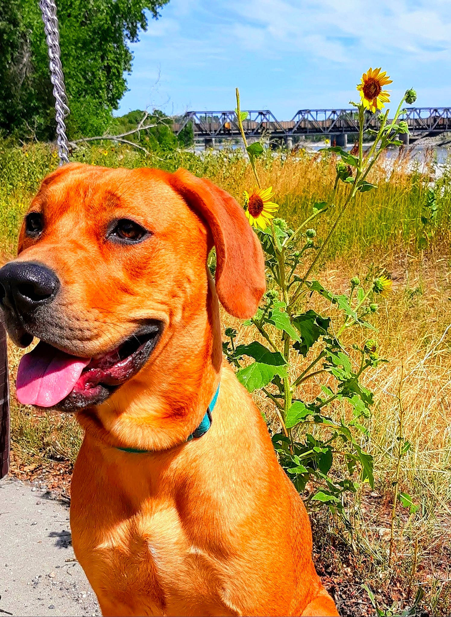 Marmaduke joined the competition — help win amazing prizes! carnivore, cloud, collar, companion_dog, dog, dog_breed, dog_collar, fawn, flower, grass, grassland, gun_dog, herbaceous_plant, liver, plant, prairie, sky, snout, tree, working_animal