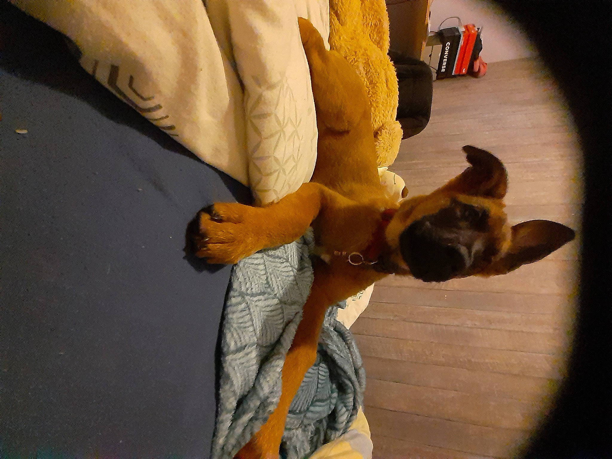 Holly participe au concours pour gagner de l'argent avec cette photo : canidae, carnivore, comfort, companion_dog, dog, dog_breed, ear, elbow, fawn, fur, gesture, guard_dog, happy, human_leg, linens, snout, sporting_group, toy_dog, working_animal, wrinkle