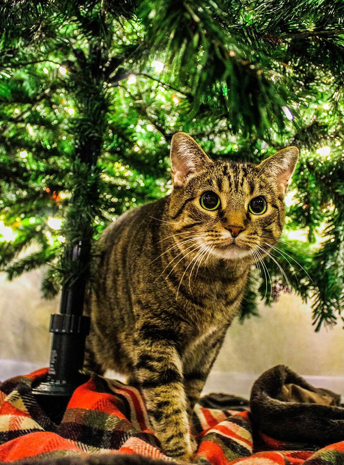 Charlee is registered to the contest to win money with this photo: carnivore, cat, domestic_short_haired_cat, eye, felidae, fur, grass, jungle, plant, sitting, small_to_medium_sized_cats, snout, tail, terrestrial_animal, terrestrial_plant, tree, trunk, whiskers, wildlife, woody_plant