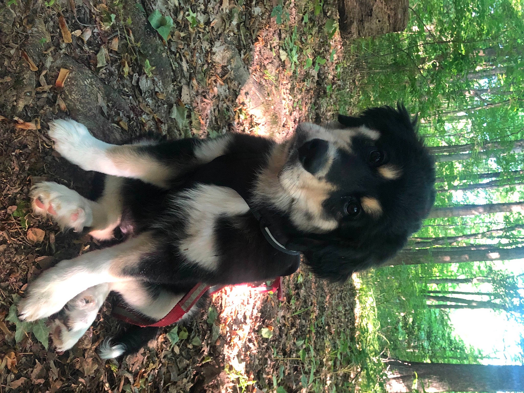 Darcie joined the competition — help win amazing prizes! canidae, carnivore, companion_dog, dog, dog_breed, fawn, forest, fur, grass, organism, paw, plant, snout, sporting_group, tail, terrestrial_animal, tree, trunk, wood, working_animal