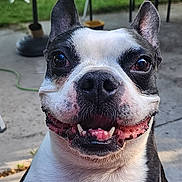 Milo joined the competition — help win amazing prizes! dog, boston_terrier, close_up, smiling, pet, animal, outdoor, concrete, grass, ears, face, happy, tongue, teeth, black_and_white, canine, portrait, daylight, background, fence
