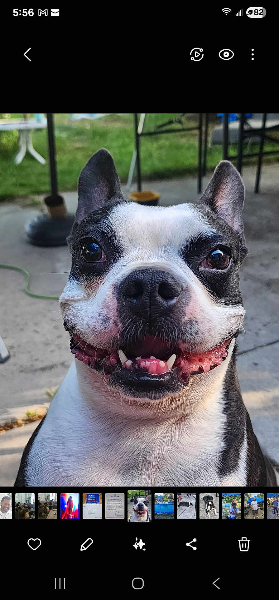Milo joined the competition — help win amazing prizes! dog, boston_terrier, close_up, smiling, pet, animal, outdoor, concrete, grass, ears, face, happy, tongue, teeth, black_and_white, canine, portrait, daylight, background, fence