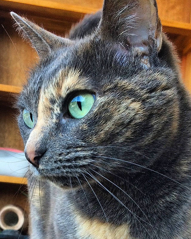 Lisa participe au concours pour gagner de l'argent avec cette photo : american_shorthair, asian, black_cat, carnivore, cat, domestic_short_haired_cat, dragon_li, european_shorthair, eye, felidae, fur, german_rex, korat, mammal, nebelung, small_to_medium_sized_cats, snout, tabby_cat, vertebrate, whiskers