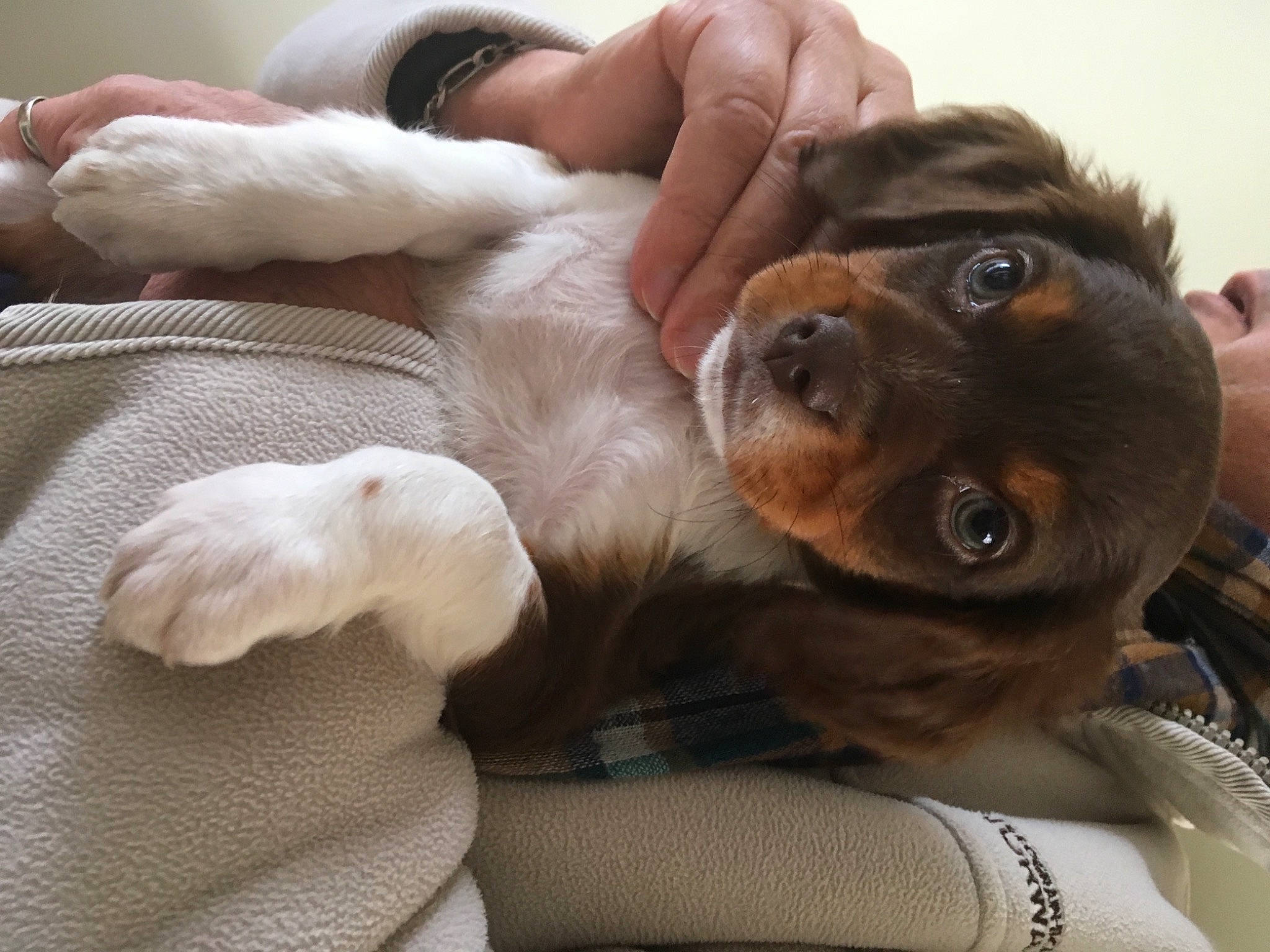 Betty a rejoint le concours — aidez-le/la à gagner de superbes lots ! canidae, carnivore, comfort, companion_dog, dog, dog_breed, ear, fawn, fur, gesture, guard_dog, liver, nap, paw, puppy_love, sleep, snout, sporting_group, whiskers, working_animal