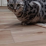 Kiki joined the competition — help win amazing prizes! animal, appliance, cabinet, cat, crouching, curious, dishwasher, domestic, eyes, feline, floor, fur, household, indoor, kitchen, pet, staring, tabby, whiskers, wooden_floor