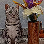 Kiki is registered to the contest to win money with this photo: animal, cat, cozy, curious, decor, flower_arrangement, fur, green_eyes, indoor, pet, plants, purple_flower, silver_tabby, sitting, tablecloth, texture, wall, white_flower, wooden_vase, yellow_flower