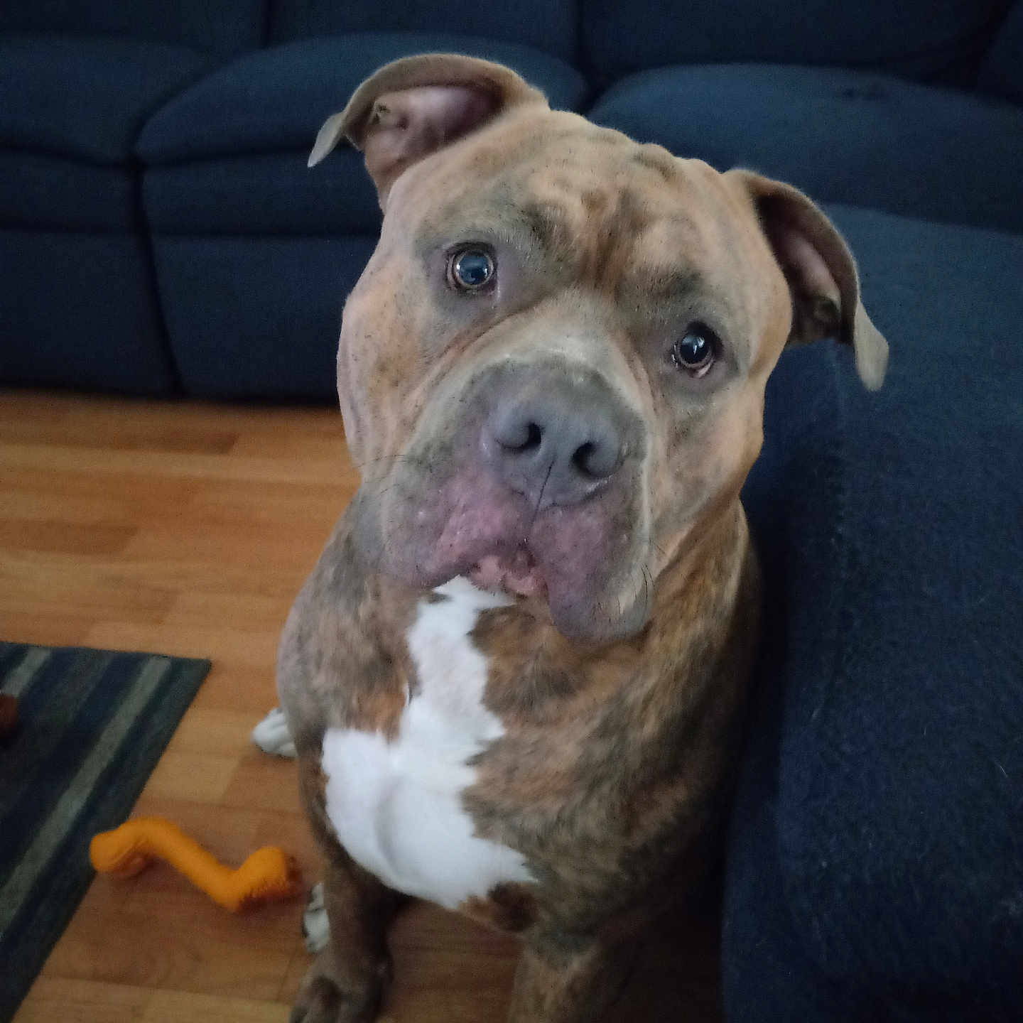 Duke joined the competition — help win amazing prizes! animal, architecture, boxer, building, bulldog, canine, chair, couch, dog, frenchbulldog, furniture, hardwood, indoors, interiordesign, livingroom, pet, pitbull, puppy, room, wood