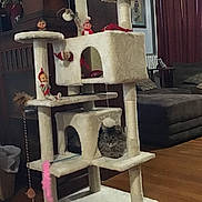 Noni joined the competition — help win amazing prizes! cat, cat_tree, indoor, furniture, plush, elf_doll, toy, wooden_floor, curtains, sofa, cushion, window, decor, pet, feline, home, relaxing, cozy, animal, play