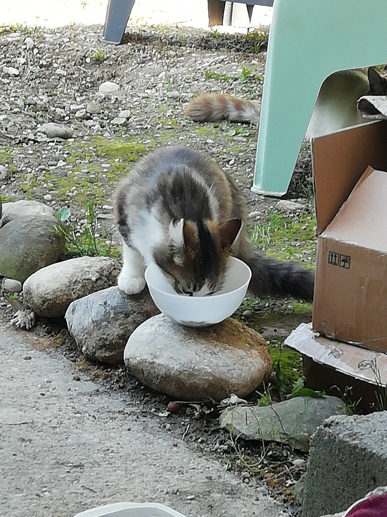 Ronron participe au concours pour gagner de l'argent avec cette photo : asphalt, auto_part, automotive_tire, automotive_wheel_system, cat, domestic_short_haired_cat, felidae, gas, grass, mammal, metal, plant, road_surface, sitting, small_to_medium_sized_cats, soil, tail, terrestrial_animal, vertebrate, whiskers