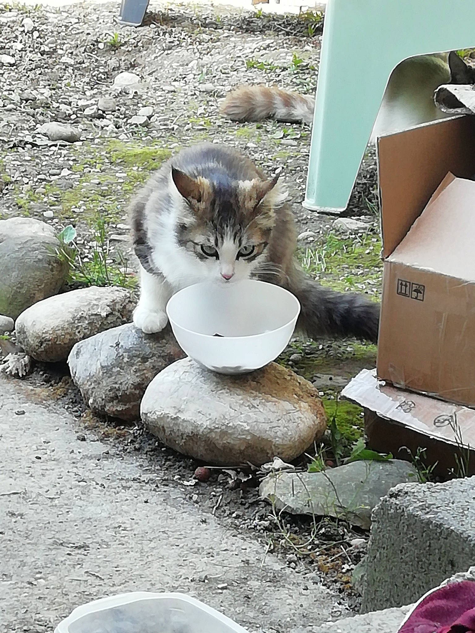 Ronron participe au concours pour gagner de l'argent avec cette photo : bedrock, box, carnivore, cat, cat_supply, circle, concrete, domestic_short_haired_cat, felidae, fur, grass, plant, road_surface, rock, shipping_box, small_to_medium_sized_cats, tail, water, whiskers