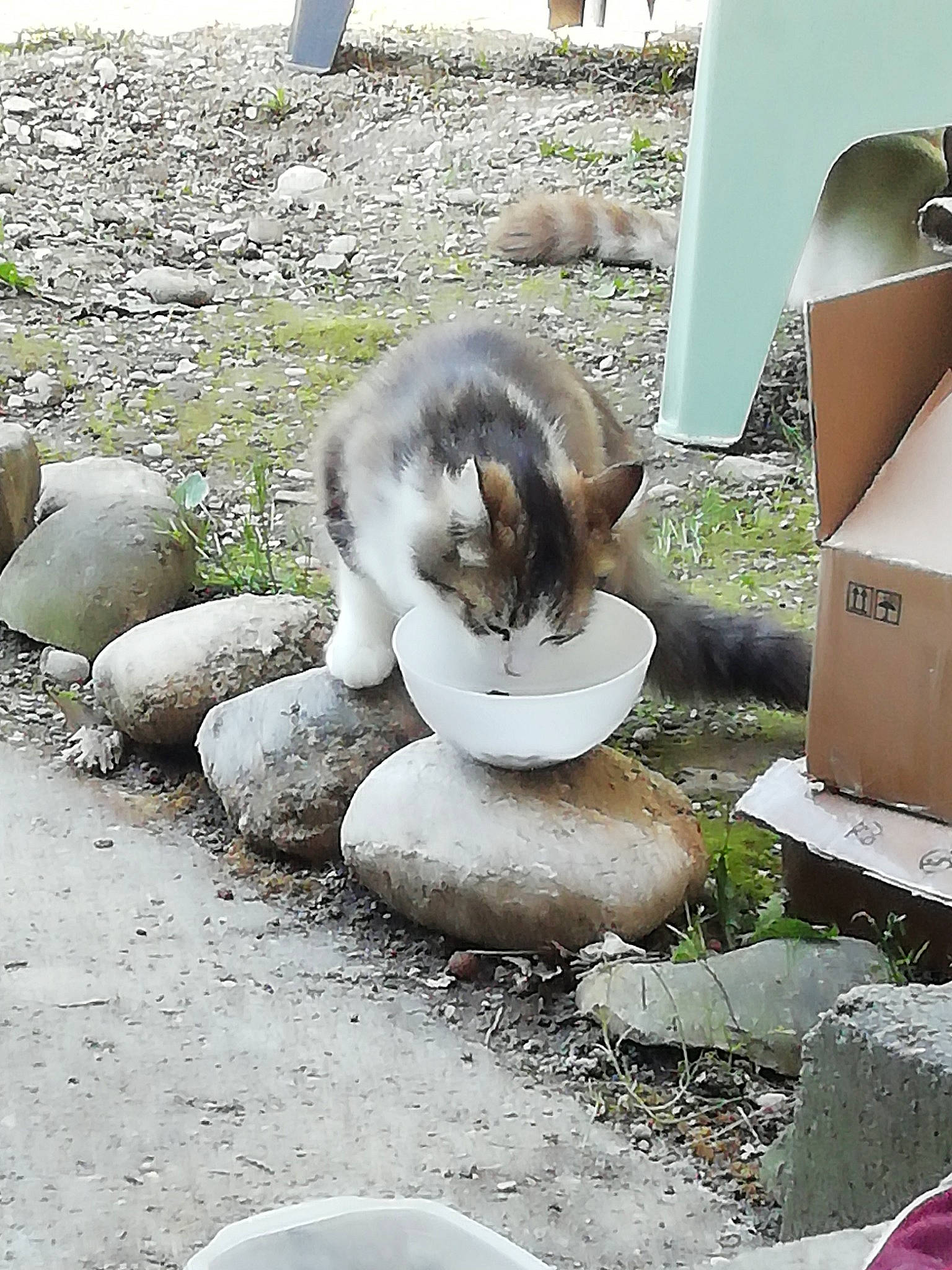 Ronron a rejoint le concours — aidez-le/la à gagner de superbes lots ! box, carnivore, cat, felidae, fur, grass, plant, rock, shipping_box, small_to_medium_sized_cats, terrestrial_animal, vertebrate, whiskers