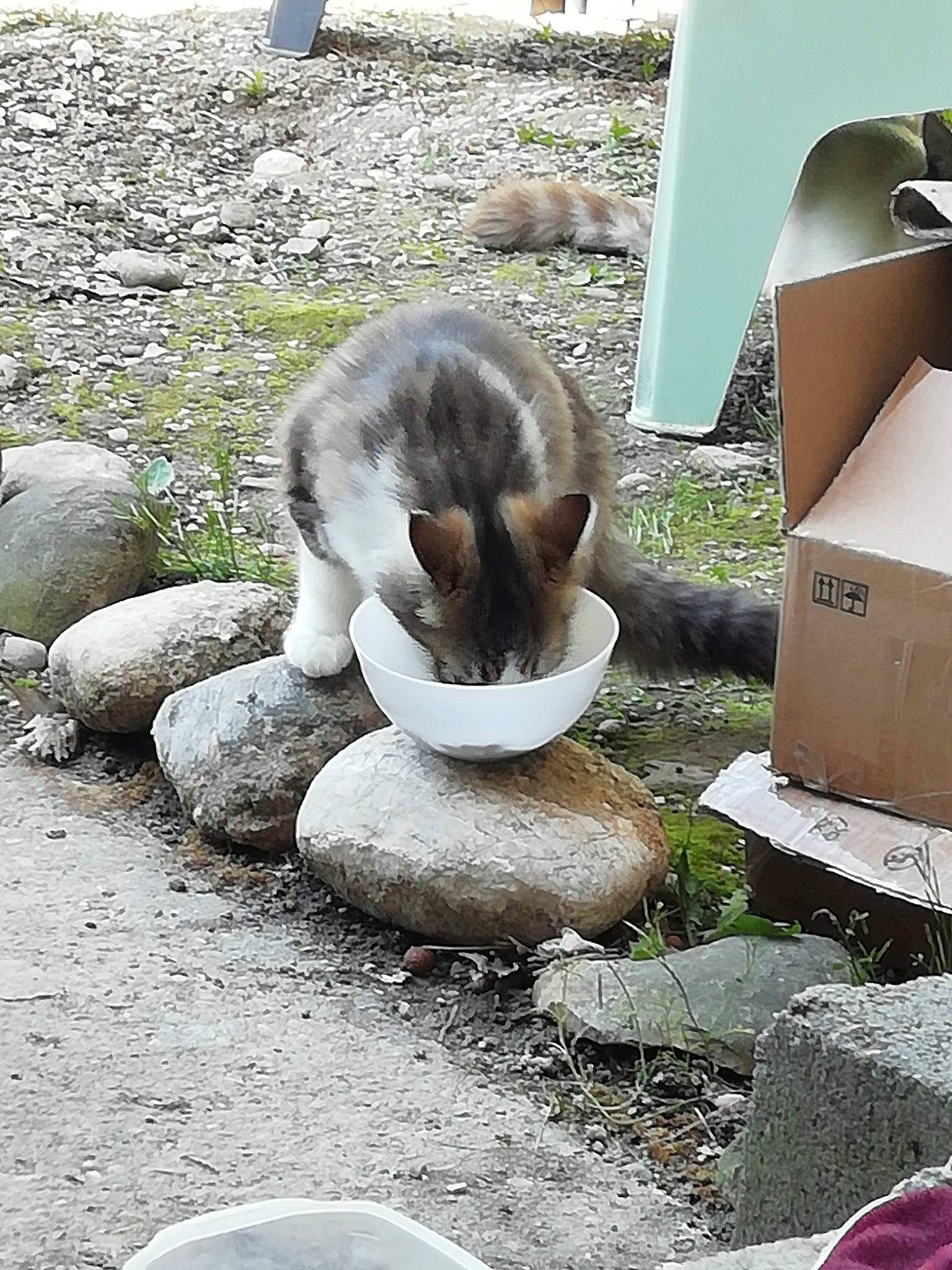 Ronron participe au concours pour gagner de l'argent avec cette photo : art, bedrock, box, cat, cobblestone, concrete, felidae, fur, grass, groundcover, pebble, plant, road_surface, rock, shipping_box, soil, terrestrial_animal, water_feature, whiskers, wildlife