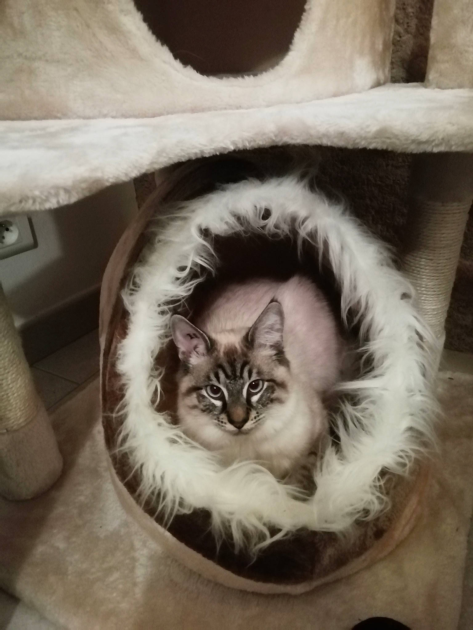 Pixel participe au concours pour gagner de l'argent avec cette photo : carnivore, cat, cat_bed, claw, domestic_short_haired_cat, fawn, felidae, fur, monochrome_photography, paw, photo_caption, plant, ragdoll, small_to_medium_sized_cats, smile, snout, tail, whiskers, window, wood