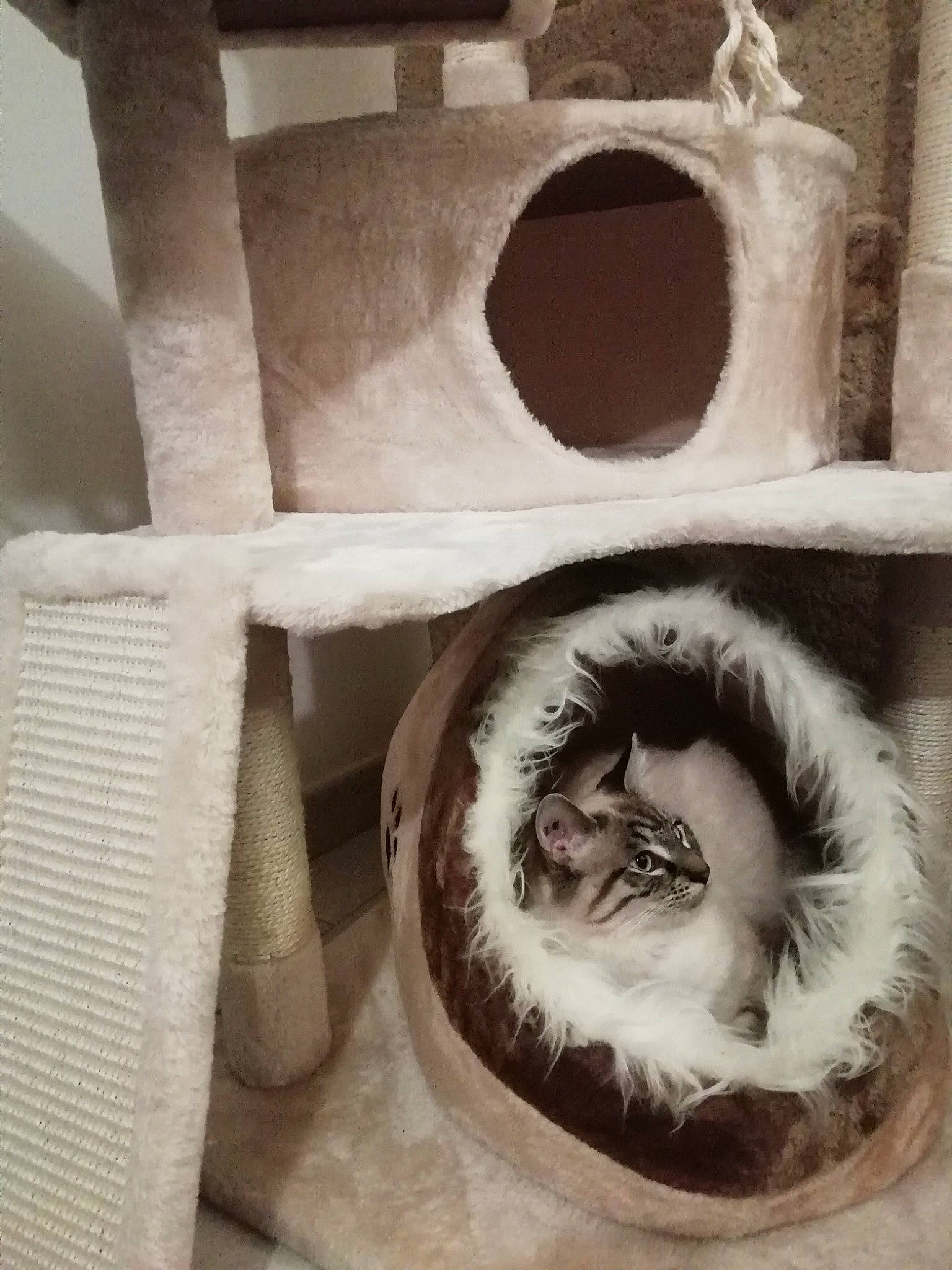 Pixel participe au concours pour gagner de l'argent avec cette photo : art, automotive_tire, automotive_wheel_system, carnivore, cat_bed, eye, eyebrow, eyelash, felidae, fur, house, jaw, monochrome, monochrome_photography, shelf, small_to_medium_sized_cats, snout, tire, whiskers, wood