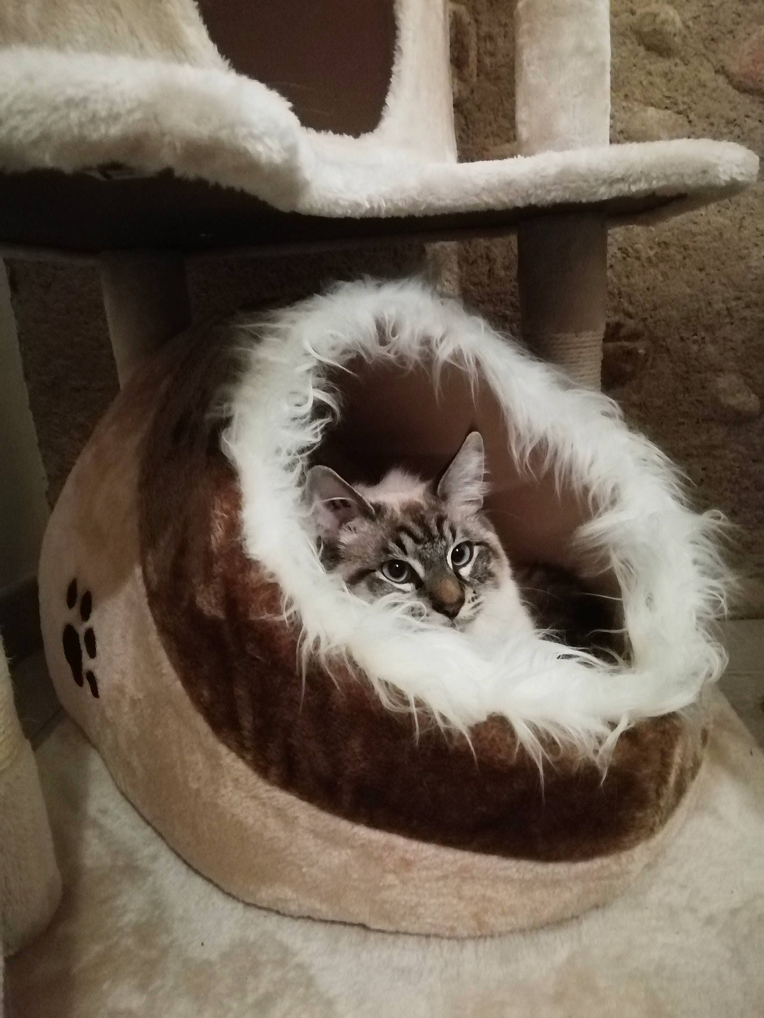 Pixel participe au concours pour gagner de l'argent avec cette photo : automotive_tire, carnivore, cat, cat_bed, cat_supply, chair, comfort, door, felidae, flowerpot, fur, grey, monochrome_photography, small_to_medium_sized_cats, snout, tail, terrestrial_animal, whiskers, window, wood