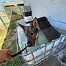 dog, german_shepherd, water, outdoor, tub, leash, person_hand, fence, grass, concrete, pet_carrier, sunlight, shadow, wall, boots, cooling_off, playful, summer, animal, resting