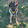 dog, german_shepherd, ball, grass, outdoor, pet, animal, playful, canine, ears, mouth, leash, nature, sunlight, shadow, looking_up, standing, fur, tongue, daytime