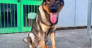 Devred a rejoint le concours — aidez-le/la à gagner de superbes lots ! dog, german_shepherd, tongue_out, sitting, concrete, door, green_door, metal_bars, outdoor, pet, animal, canine, looking_at_camera, happy, ears_up, sidewalk, urban, daylight, portrait, friendly