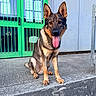 dog, german_shepherd, tongue_out, sitting, concrete, door, green_door, metal_bars, outdoor, pet, animal, canine, looking_at_camera, happy, ears_up, sidewalk, urban, daylight, portrait, friendly