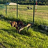 dog, german_shepherd, grass, fence, barbed_wire, outdoor, sunlight, field, greenery, animal, pet, nature, canine, watching, daylight, rural, wildlife, park, summer, curious