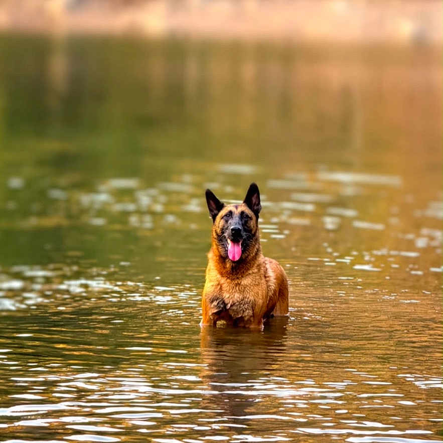 Olédo a rejoint le concours — aidez-le/la à gagner de superbes lots ! dog, water, lake, animal, canine, outdoor, nature, river, tongue_out, ears_up, pet, standing, reflection, calm, summer, forest, wildlife, mammal, brown_dog, happy