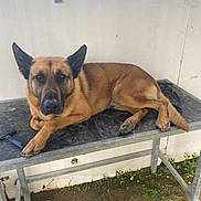 Olédo a rejoint le concours — aidez-le/la à gagner de superbes lots ! dog, german_shepherd, animal, pet, table, outdoor, metal_table, brush, fur, canine, resting, looking, ears, paw, tail, wall, ground, fence, relaxed, daylight